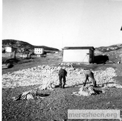 That's Mac and and his son&amp;nbsp; Reg Best turning over the salt fish.&amp;nbsp; To the upper left are Bill Fulford's and Mrs. Mary Fulford's houses.