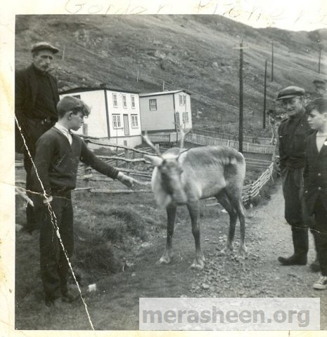 Admiring the caribou up by the post office are Tom Houlihan, Gerard Pomroy, Tom Hickey and Dennis Fulford. Tommy/Mary and Charlie/Liz Pittman houses in the background. &amp;nbsp;Caribou were introduced to Merasheen from the Middle Ridge herd near Gander in 1962. Photo credit: Carl Pitcher, taken in June 1965.